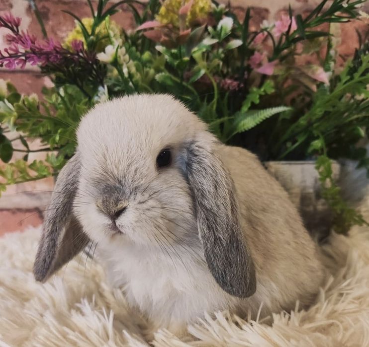 Króliki Mini Lop