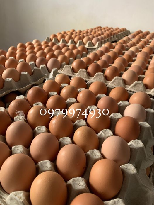 Інкубаційні яйця