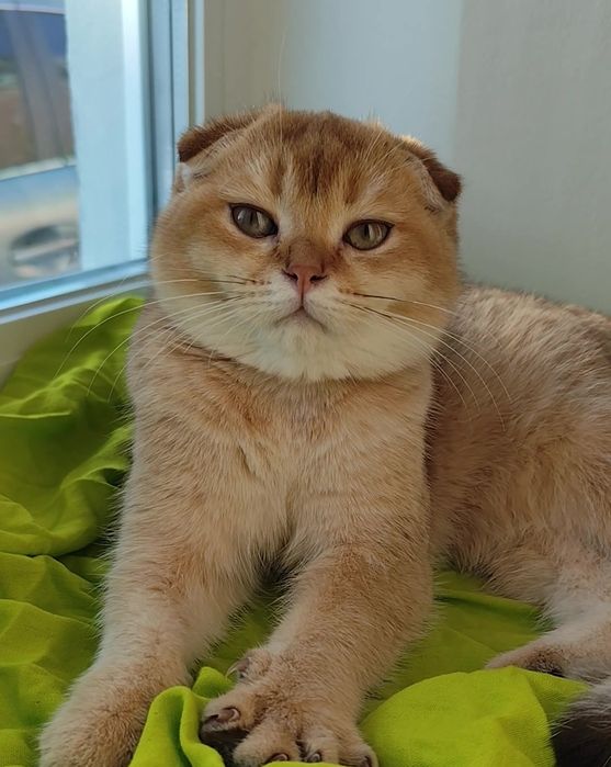 Шикарные котята золотая шиншилла мальчик девочка висловухие прямоухие