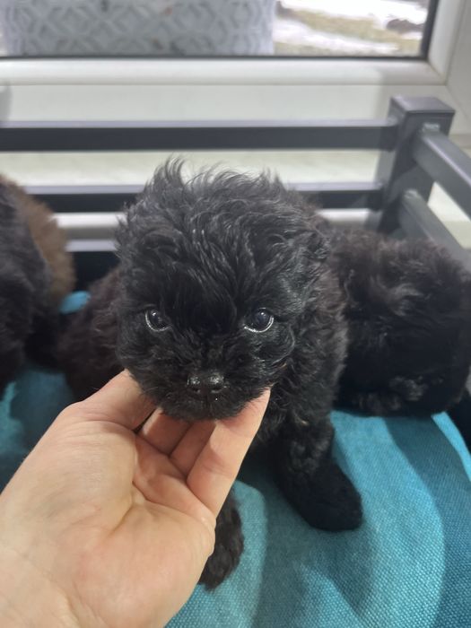 Suczka pomapoo  czarna