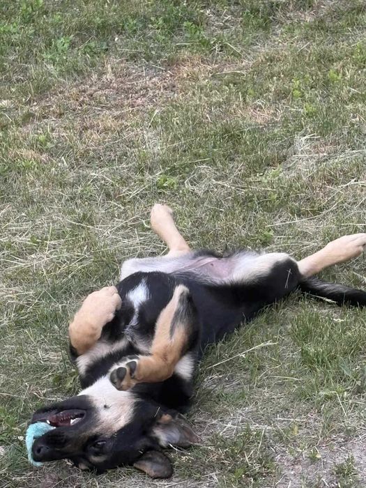 Czuła, delikatna, przyjacielska Molly jeszcze szczeniak