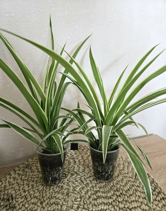 Кімнатні рослини