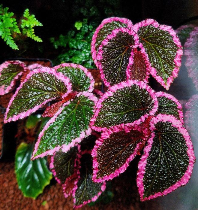 Begonia fulvovillosa, u012, бегонія