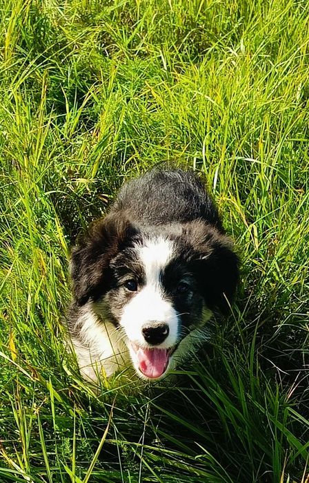 Border collie samiec z rodowodem
