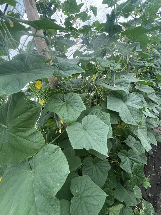 Продам огірок для консервації