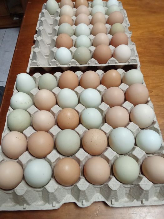 Ovos galados várias raças  galinhas  criadas ao ar livre 1 € a unidade