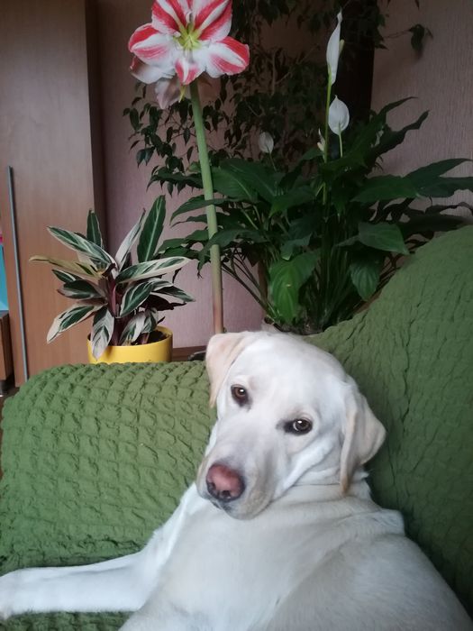 Лабрадор -дівчинка шукає друга