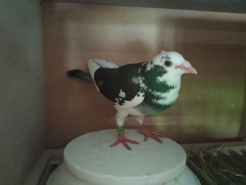 Gołębie pocztowe Samiec