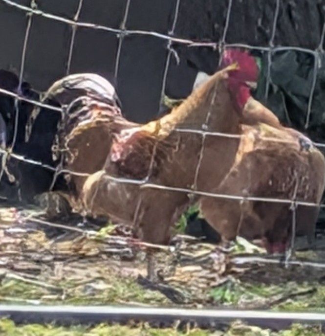 Venda de  galos caipiras