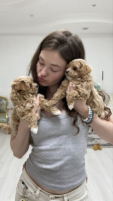 CHOCODOG мальтіпу