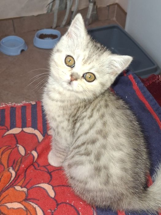 Шотландські кошенята