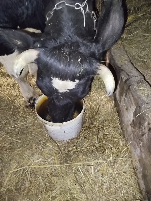 Продам молоду молочну Корову