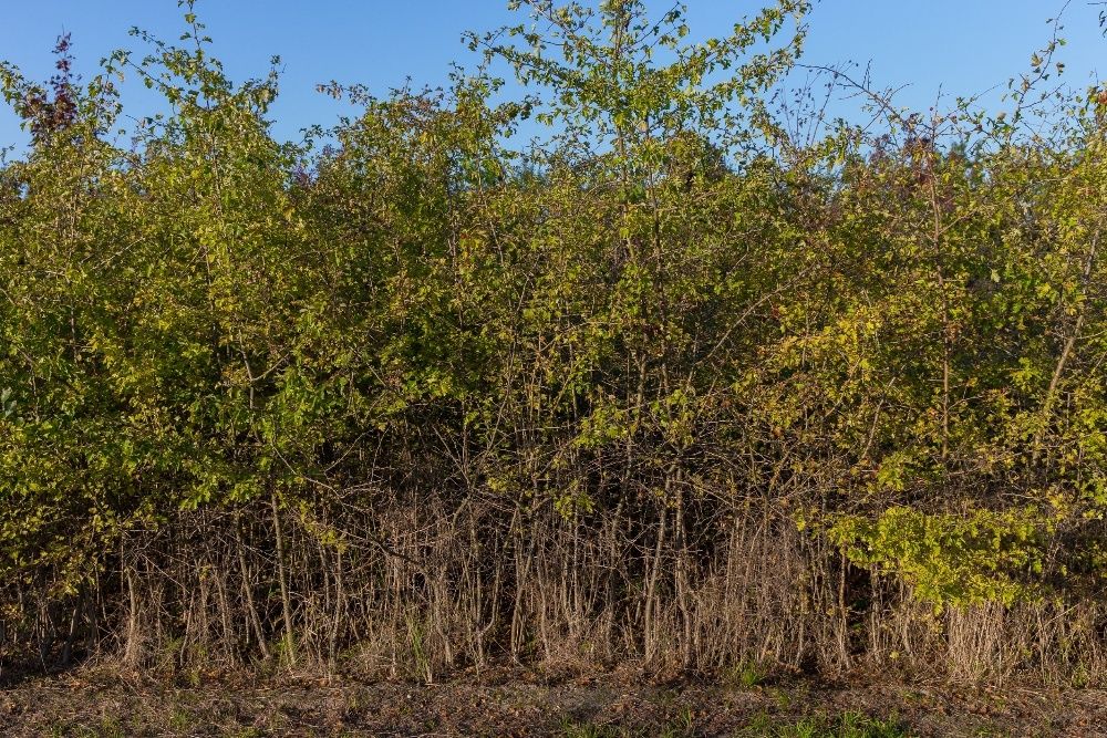 Głóg Jednoszyjkowy (Crataegus Monogyna) 90-120 cm, z gruntu