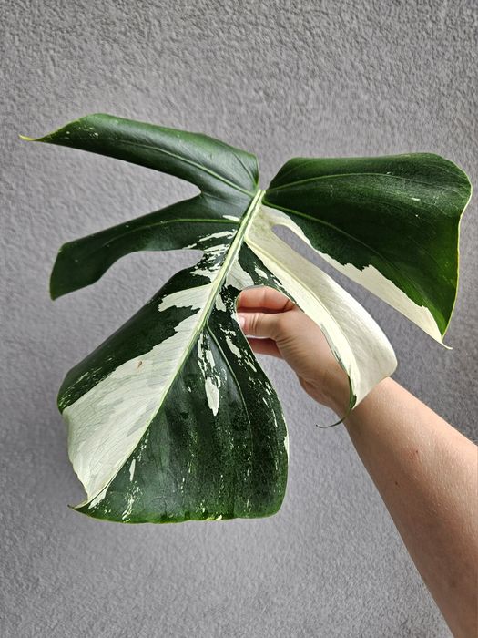 Monstera Jungle Mint naturalny pędówka ukorzeniona
