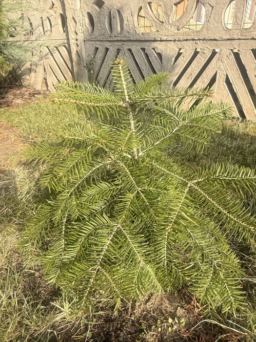 Пихта нордмана пахуча пересил 60 см