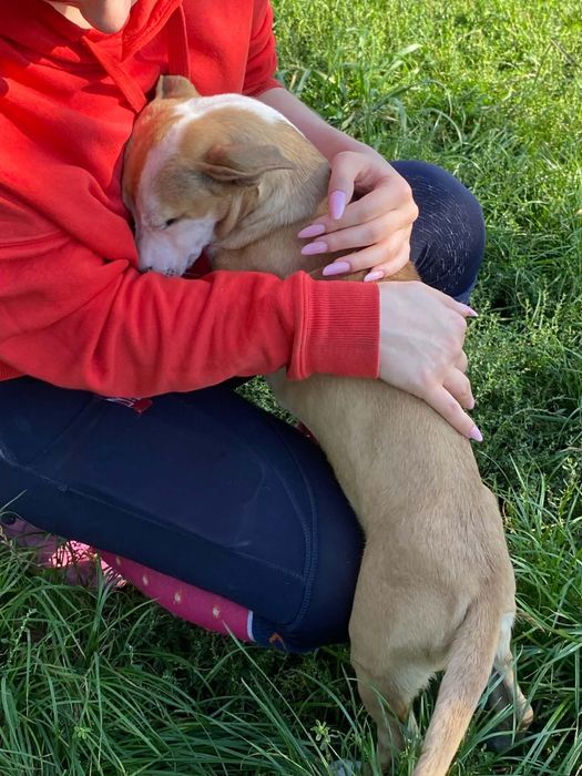 Sunia Lunka do adopcji wyjątkowy szczeniak