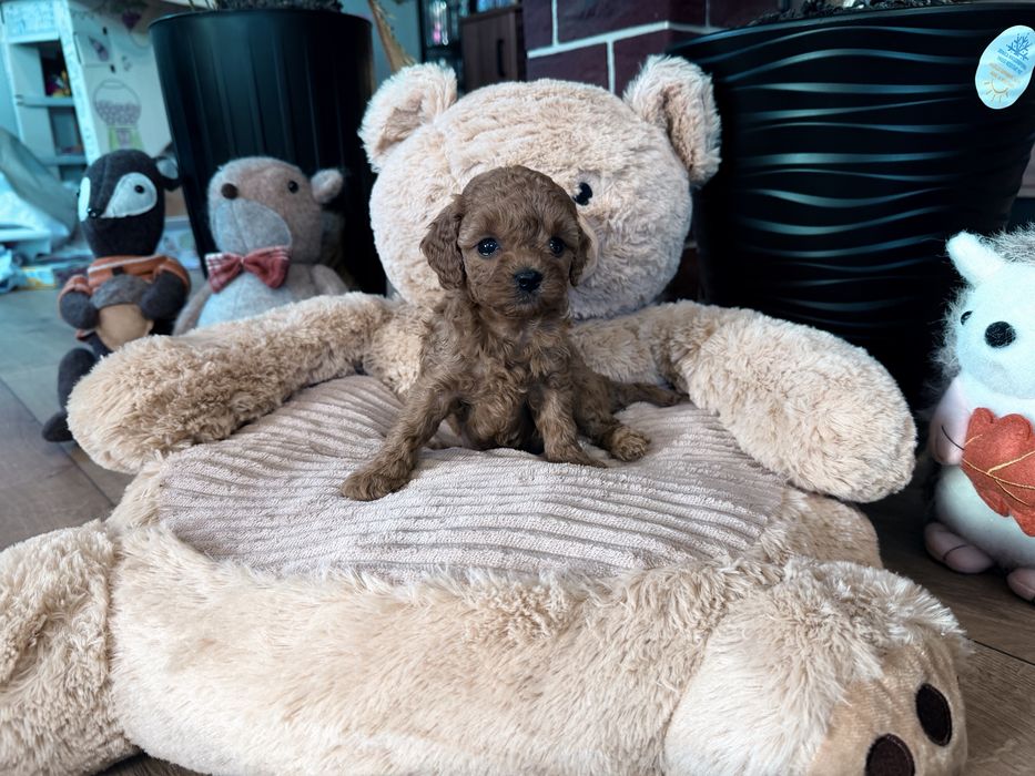 Cavapoo F1b sunia mini