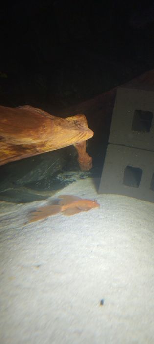 Glonojad Red weloniaste