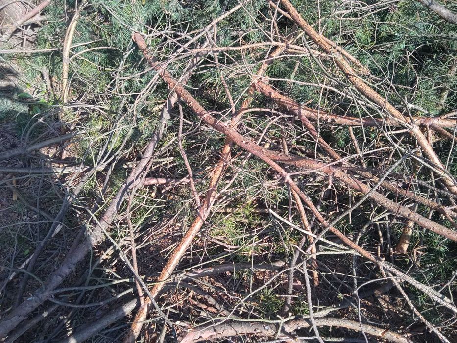 Gałęzie na zrębki