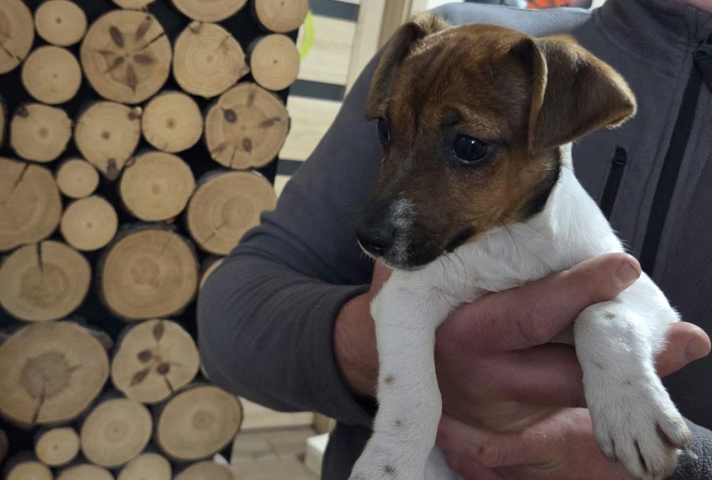 Szczeniak Jack Russel terrier