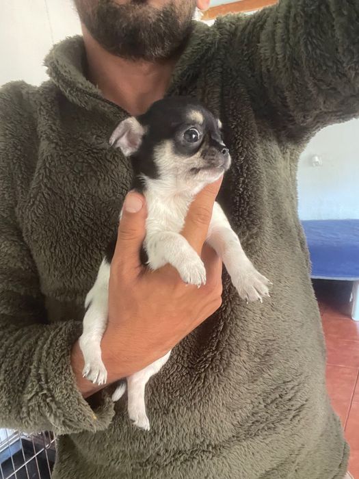 menina com   lop e afixo