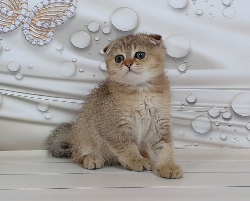 Знакомьтесь - мальчик Винстон!