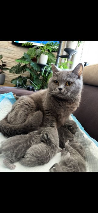 Kot brytyjski mlody kotek brytyjski