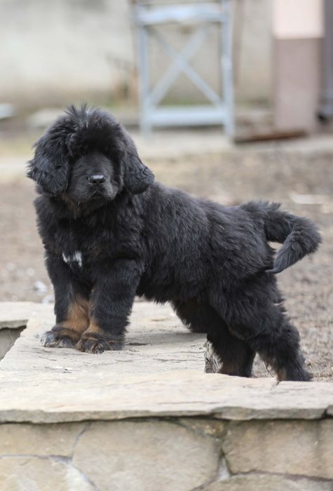 Тибетський мастиф Black & Tan — породисте цуценя від елітних батьків