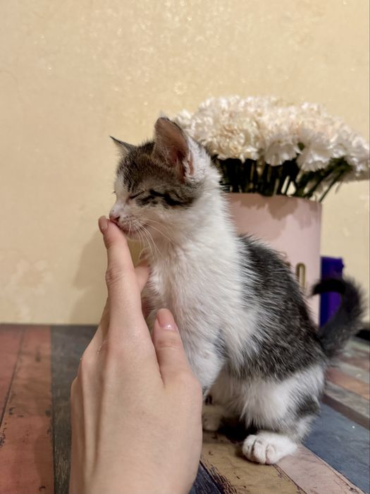 Кошенятя - в добрі руки дівчинка та білий хлопчик  3 місяці