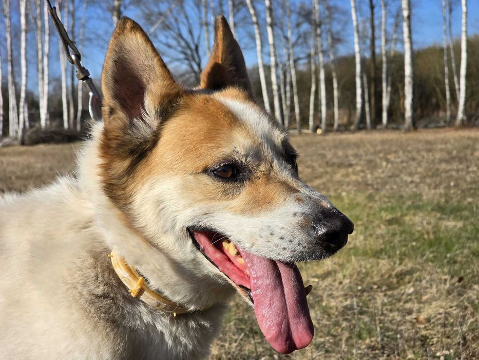 Enzo szuka domu !