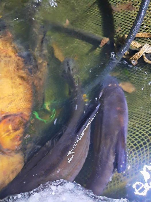 Маточний лин та інші види риб