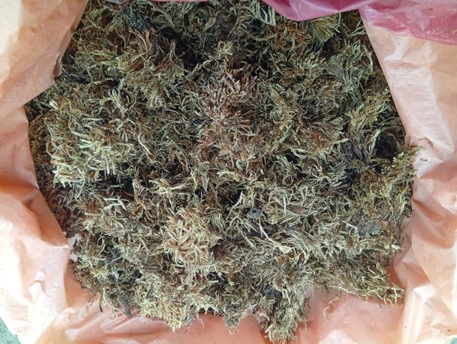 Мох сфагнум. Мох