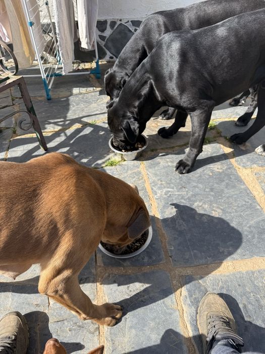 Cane Corso Italiano macho