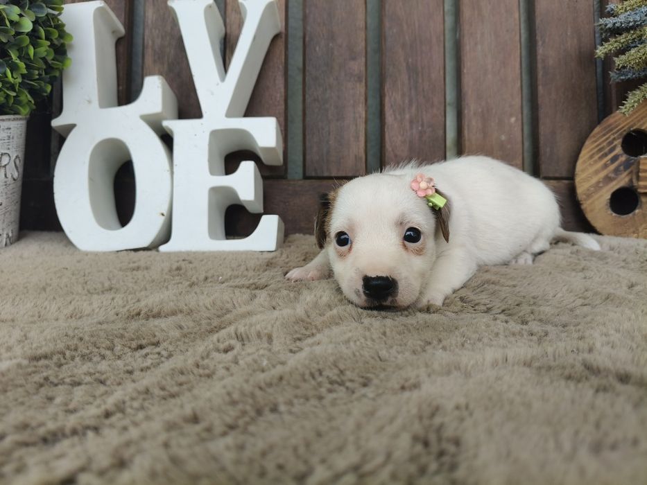 Jack Russel Terrier fêmea