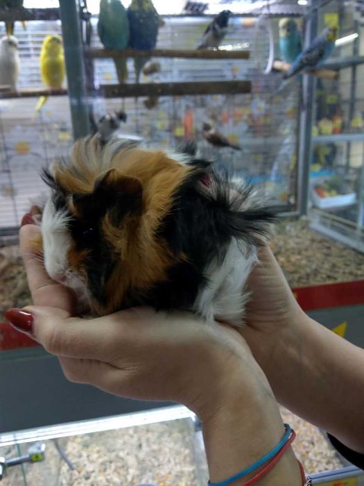 Морьска свинка, Пігулі