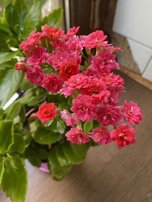 Каланхое Блоссфельда (каландива, каланхое декоративне, квітуче)