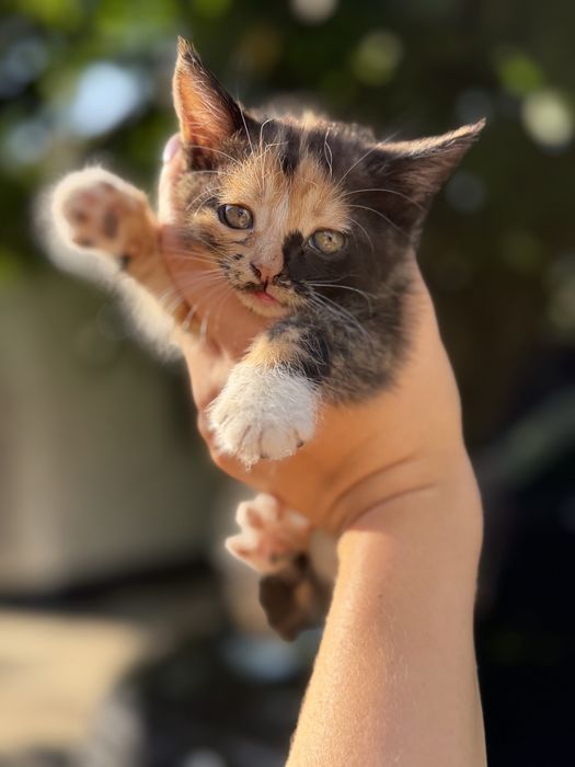 Котики безкоштовно