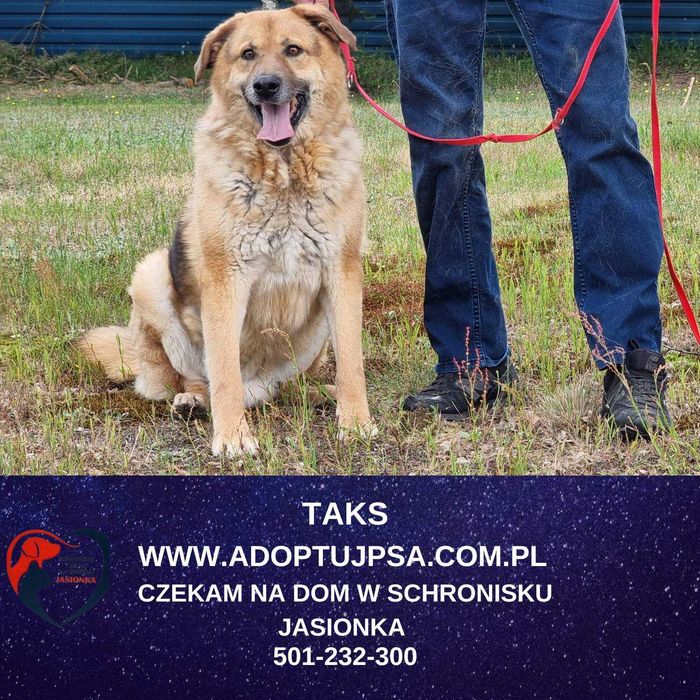Taks w schronisku jasionka  aktualne