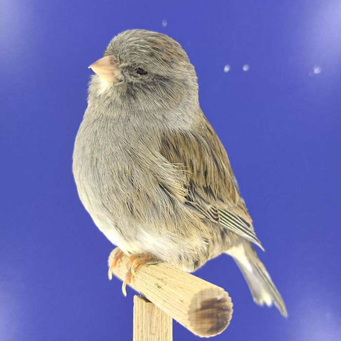 Kanarek, samczyk 22 - sprzedam, Wrocław