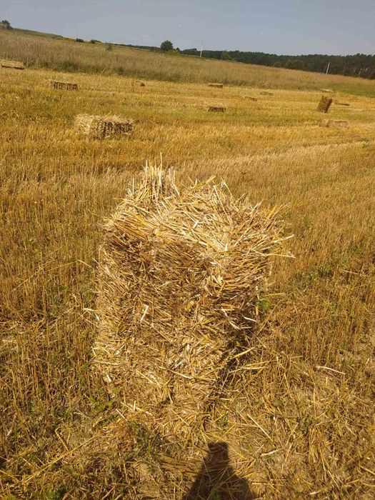 Продам солому в тюках(сіно)