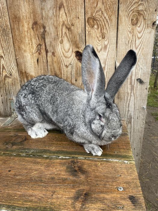 Belgijski olbrzym szynszylowy