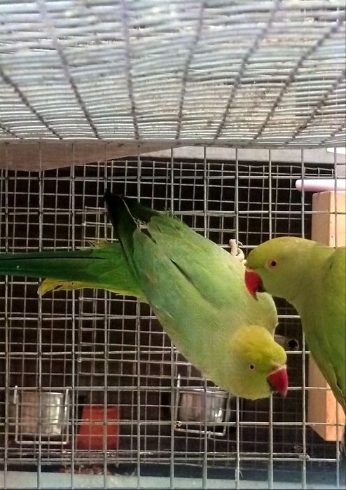 Casal ring necks 2025