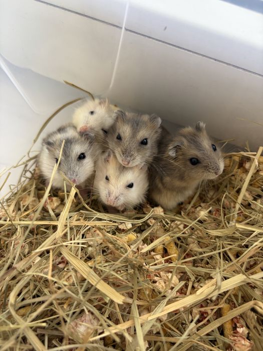 Джунгарські хомʼячки, джунгарики