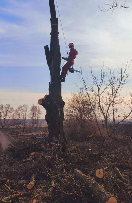 Зрізання дерев / Арборист — швидко та безпечно