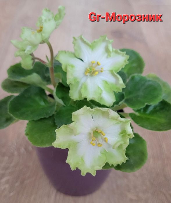 Сортовые фиалки, Взрослые растения и детки