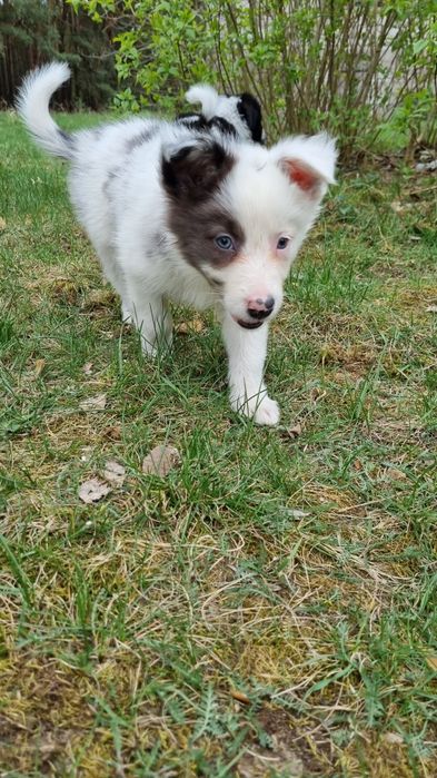 Border Collie suczka blue merle