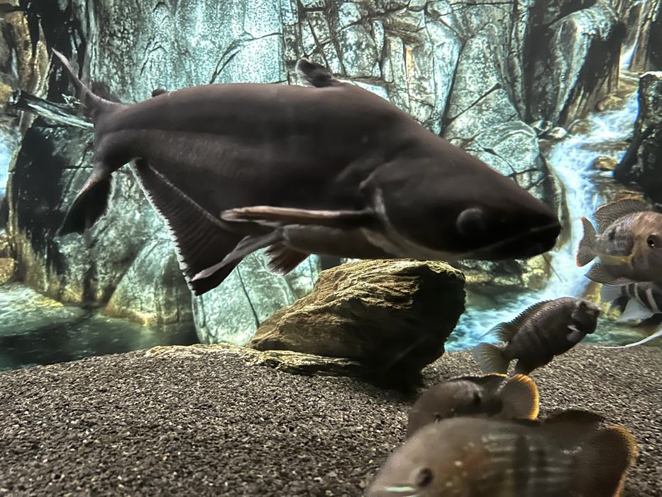 Duży i zdrowy sum rekini 45cm