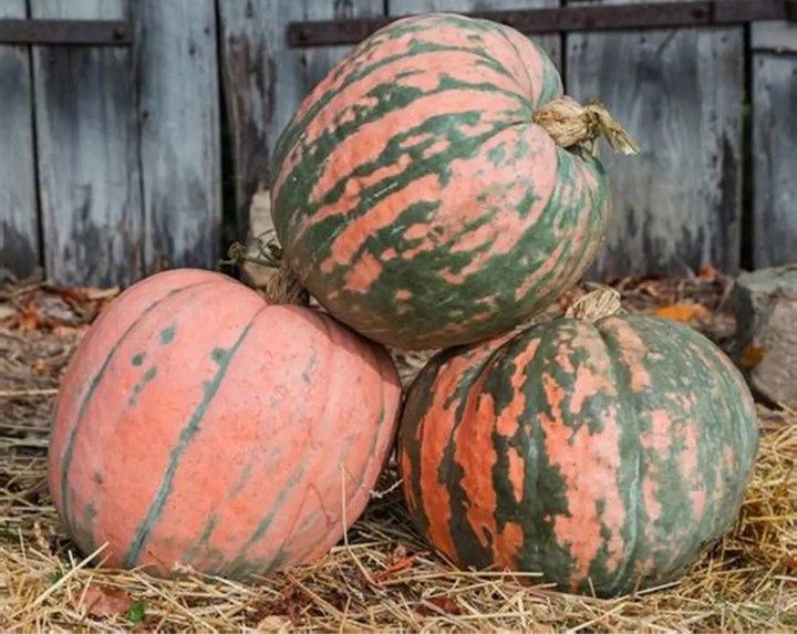 Nasiona dyni Rembrandt