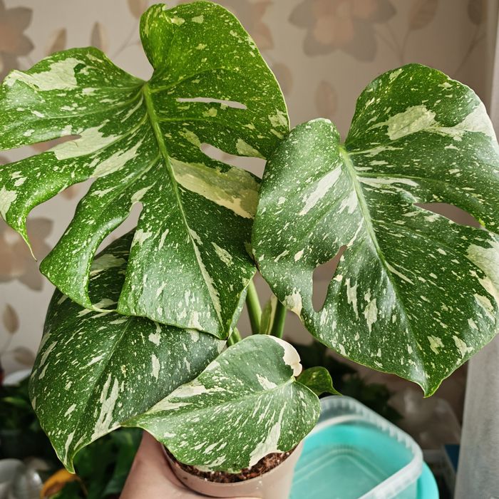 Продам Монстеру Тайку (Тайське сузір'я)