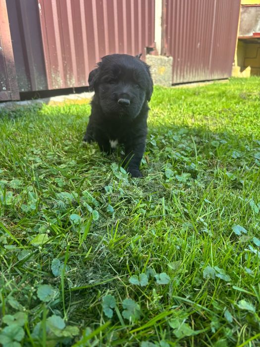 Oddam w dobre ręce 4szczeniaki pomieszany labrador